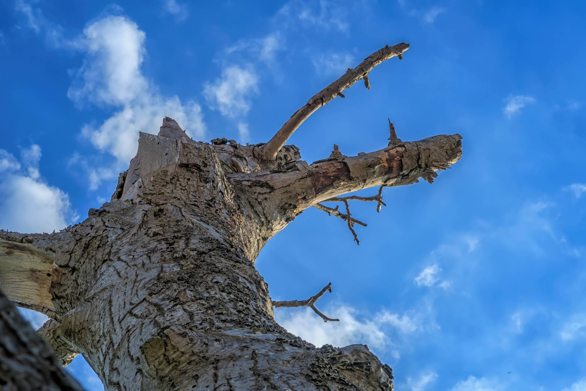 Tree Care Summerdale AL